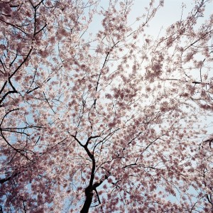 Cherry Tree in bloom